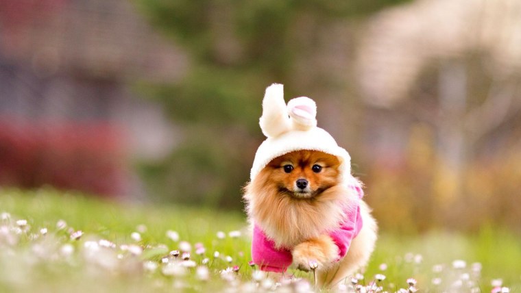 Красивые собаки