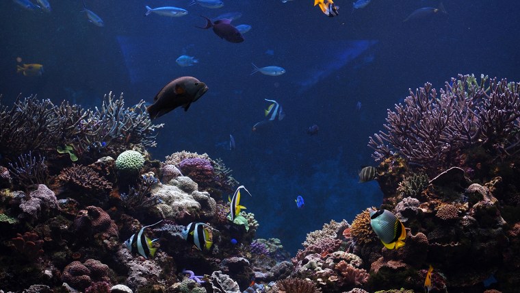 Коралловый риф