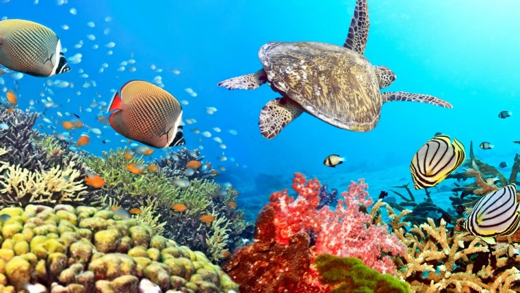 Морской мир