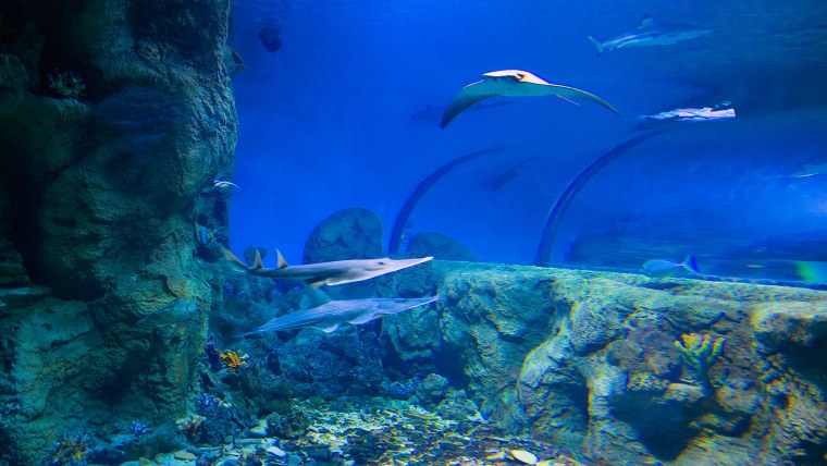 Подводный мир