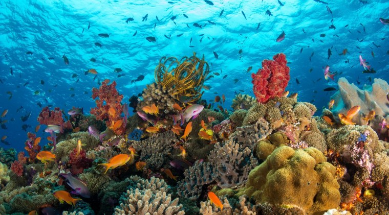 Красивые рыбки красного моря