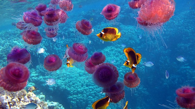 Медузы красного моря