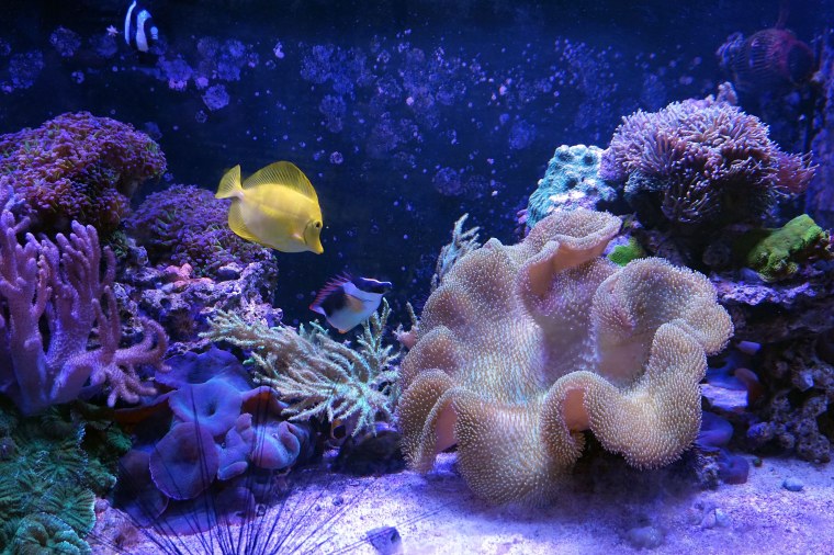 Рыба бабочка Андаманская