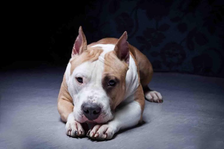 Собака стаффордширский терьер