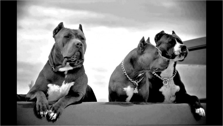 Стаффордширский терьер и немецкая овчарка