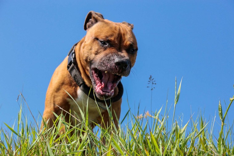 Амстафф черный щенок