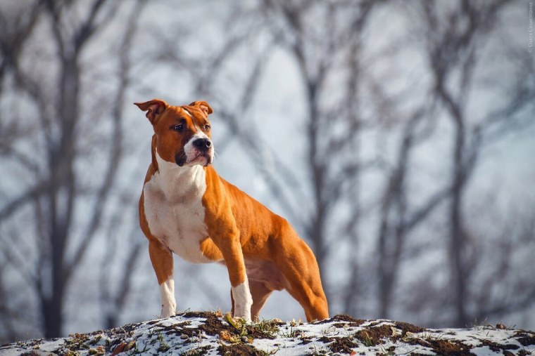 С днем рождения американский стаффордширский терьер