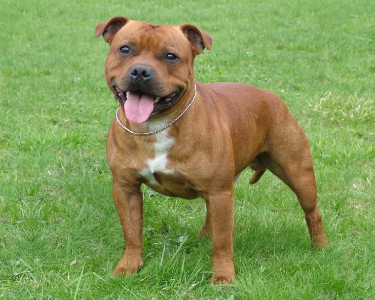 Амстафф черный