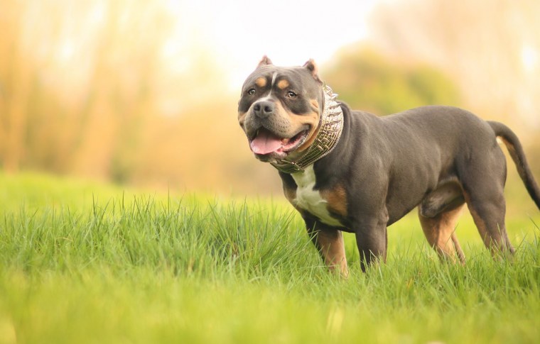 Питбуль обои