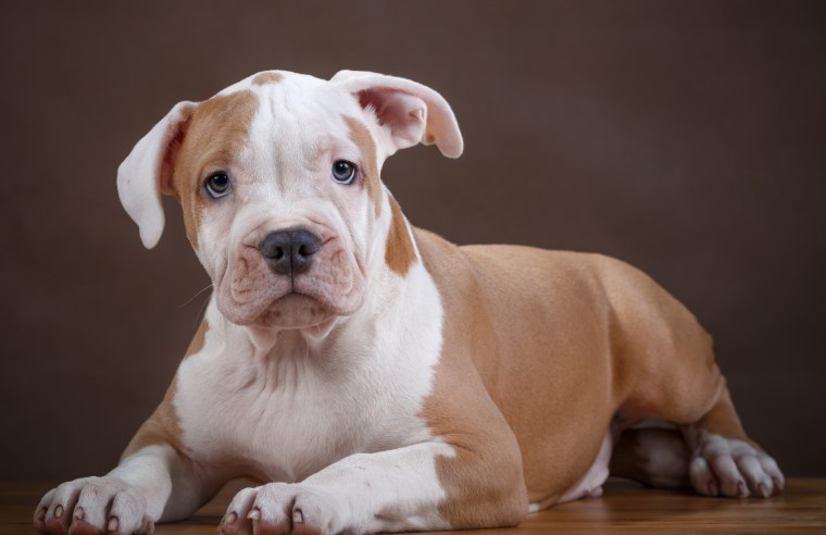 Американский питбультерьер щенки