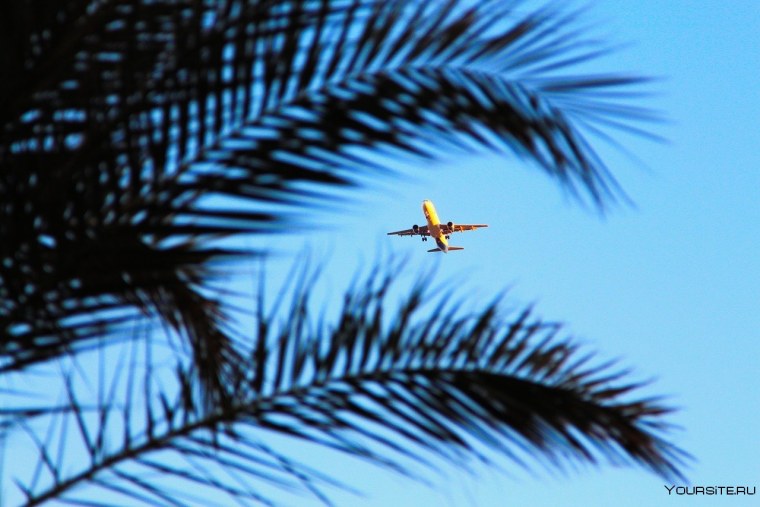 Самолет над пальмами