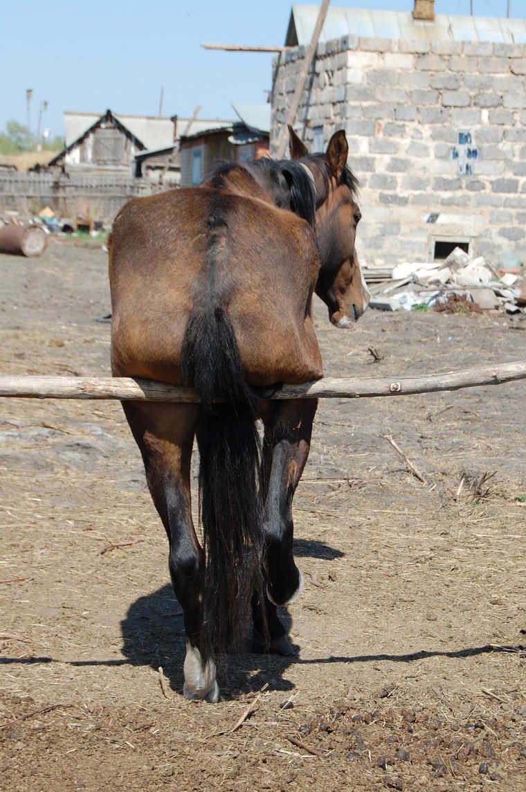 Лошадь устала