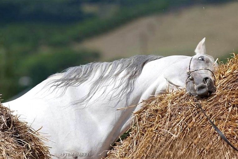 Конь в траве
