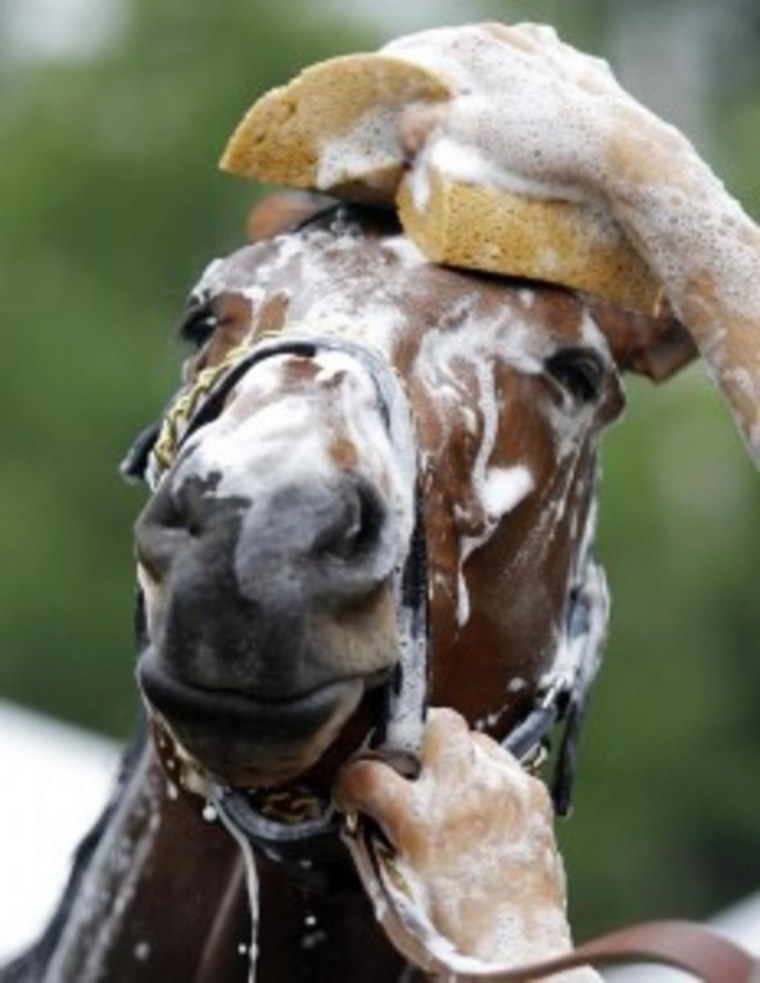 Конь плуг картина