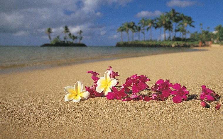 Лето бабочки