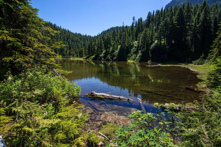 Река в тайге