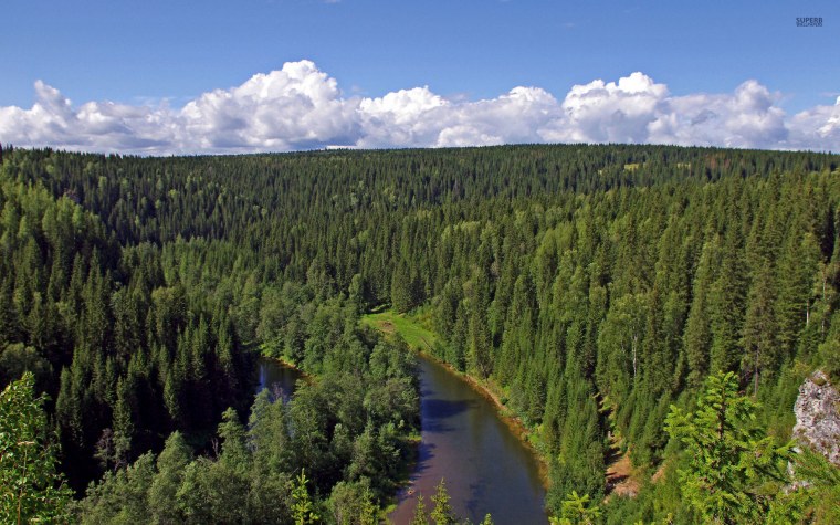 Восточно Сибирская Тайга