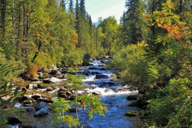 Верхоянская Тайга