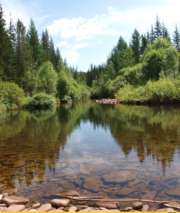 Тайга (хвойные леса) в Питере