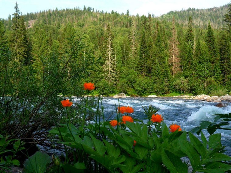 Красноярск лес Тайга