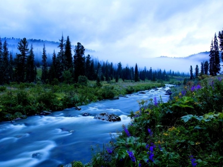 Красноярск лес Тайга