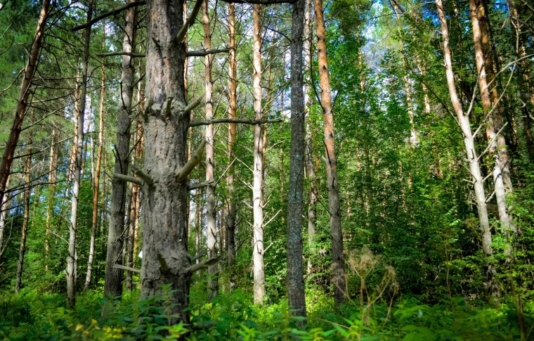 Хакасия Тайга Сибирь