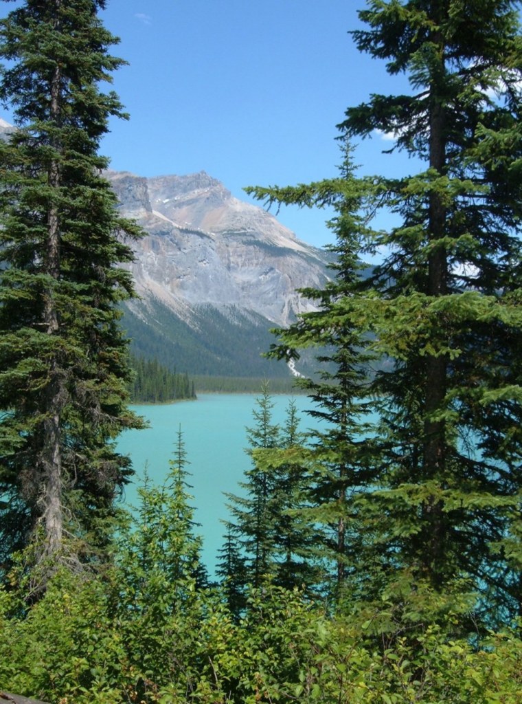 Сибирский лес Сибирская Тайга