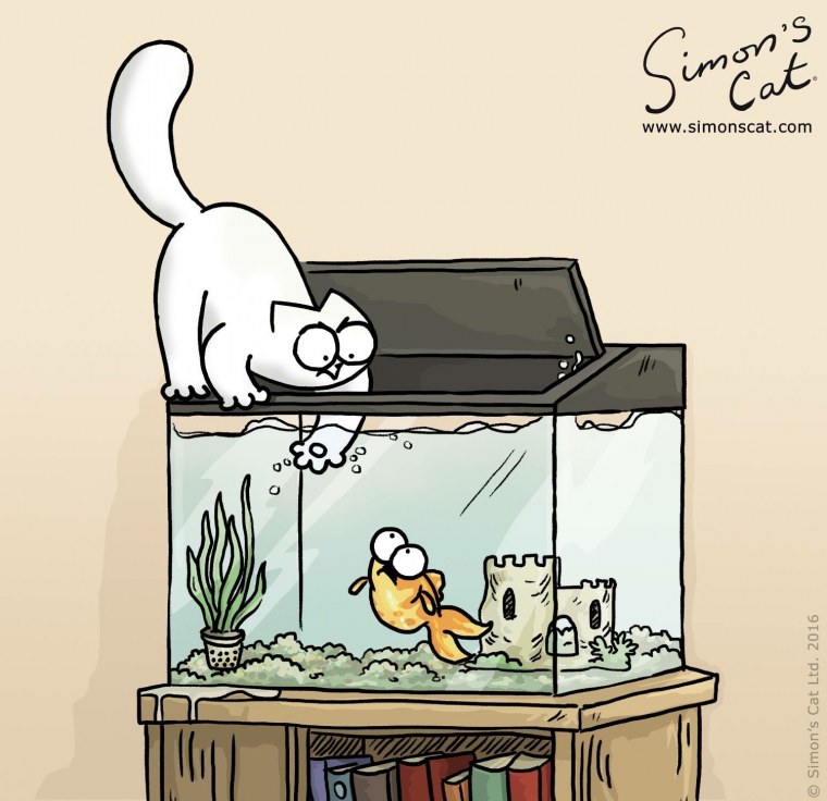 Симонс Кэт коты