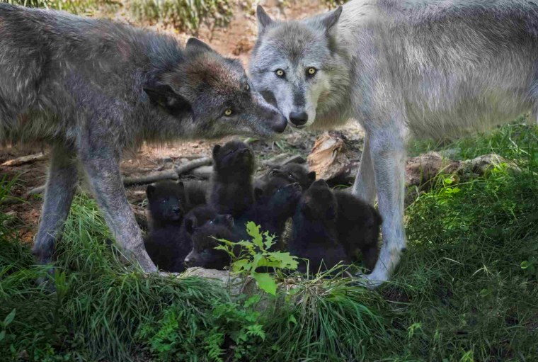 Волк волчица Волчонок семья
