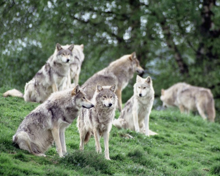 Canis Lupus familiaris