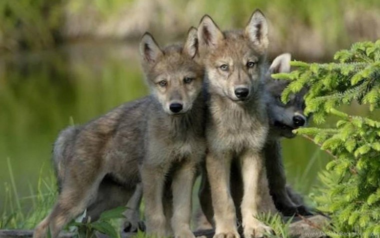 Волк, волчица,семья Волков