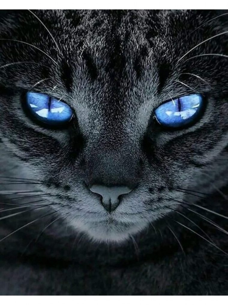 Черный кот в капюшоне