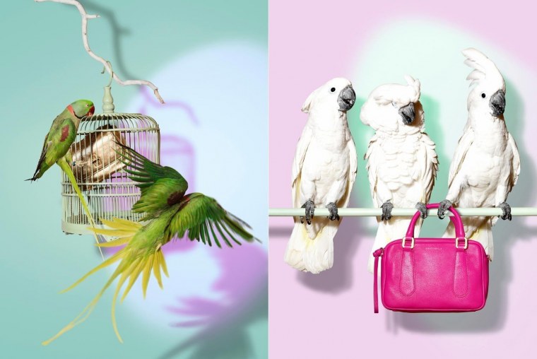 Попугаи неразлучники Эстетика