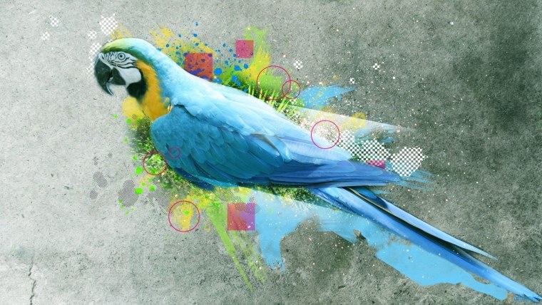 Неразлучник и волнистый попугай