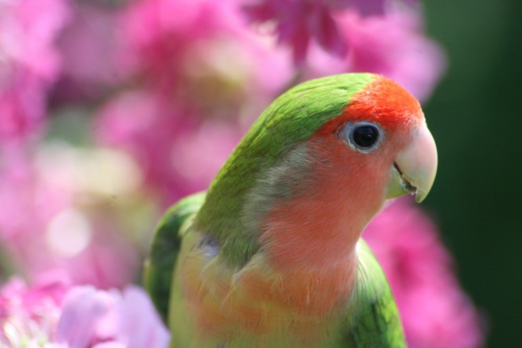 Милые птички про любовь