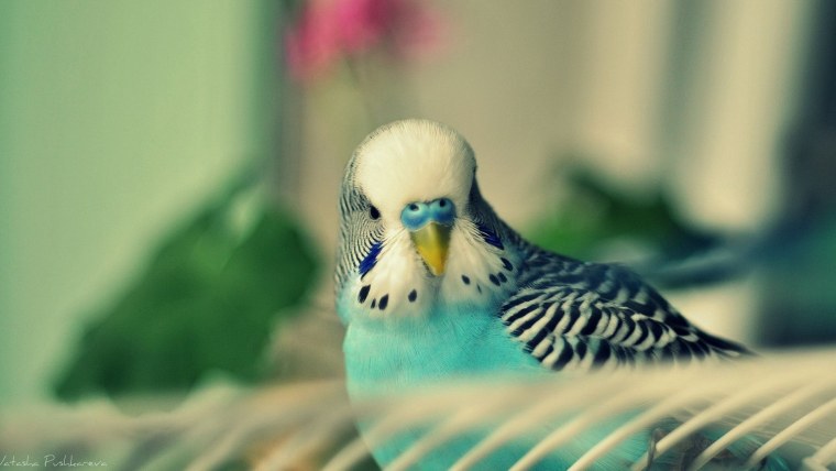 Милые неразлучники