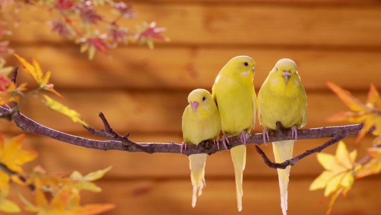Милые попугаи