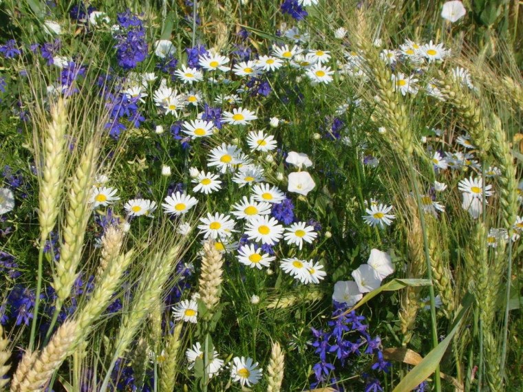 Ромашка Степная