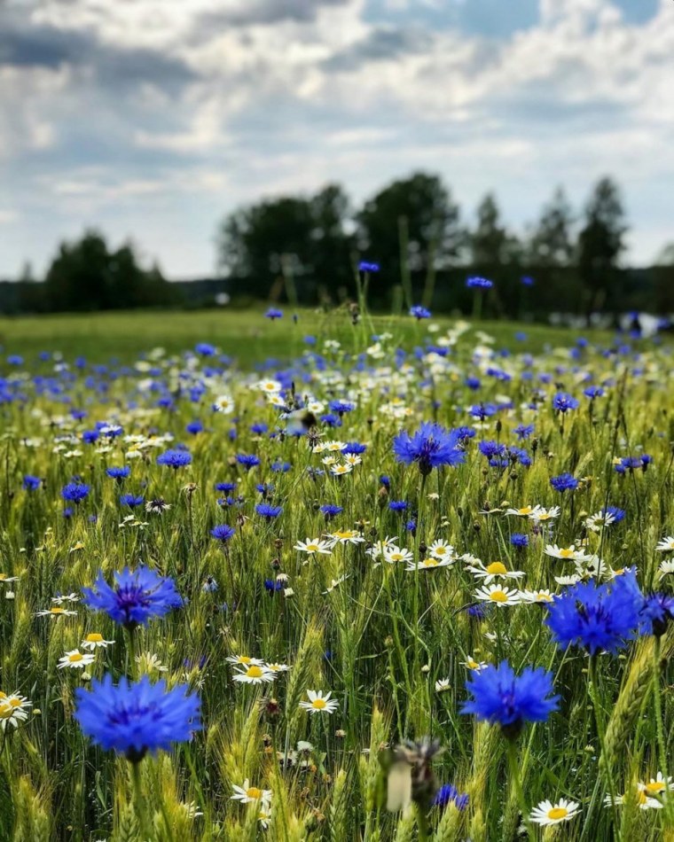 Луга с ромашками и клевером