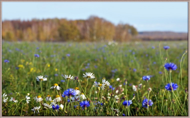 Ромашки и васильки
