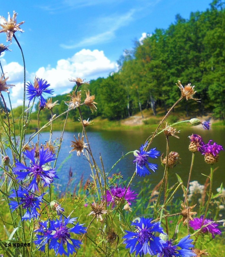 Полевые цветы поле