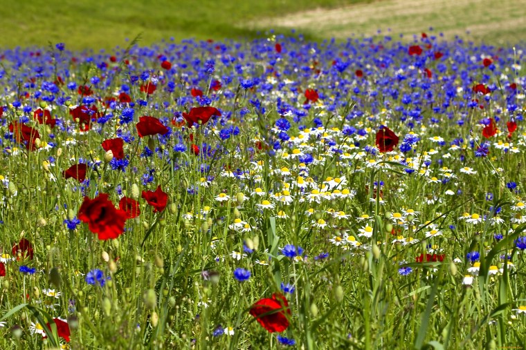 Ромашковое поле