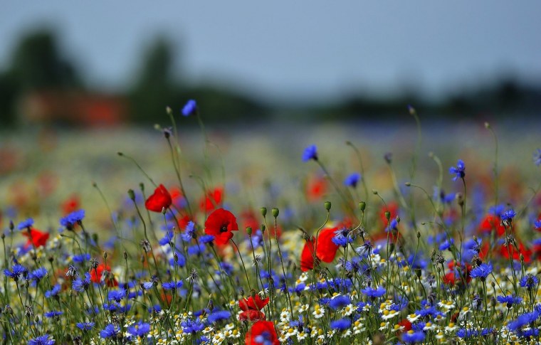 Васильковое поле