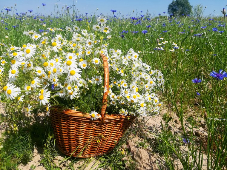 Ромашко Васильковое поле