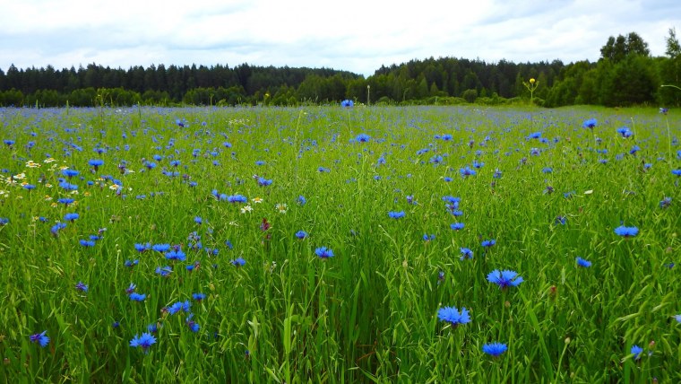 Ромашки Клевер васильки