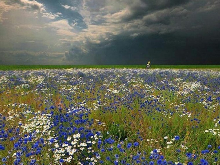 Ромашки Клевер васильки