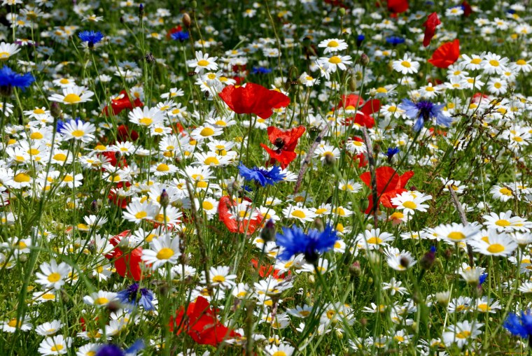 Ромашко Васильковое поле