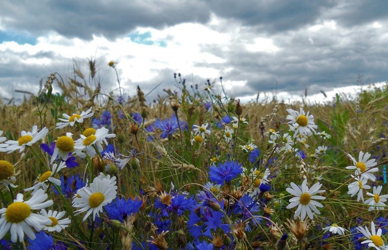 Ромашково-Васильковая Поляна