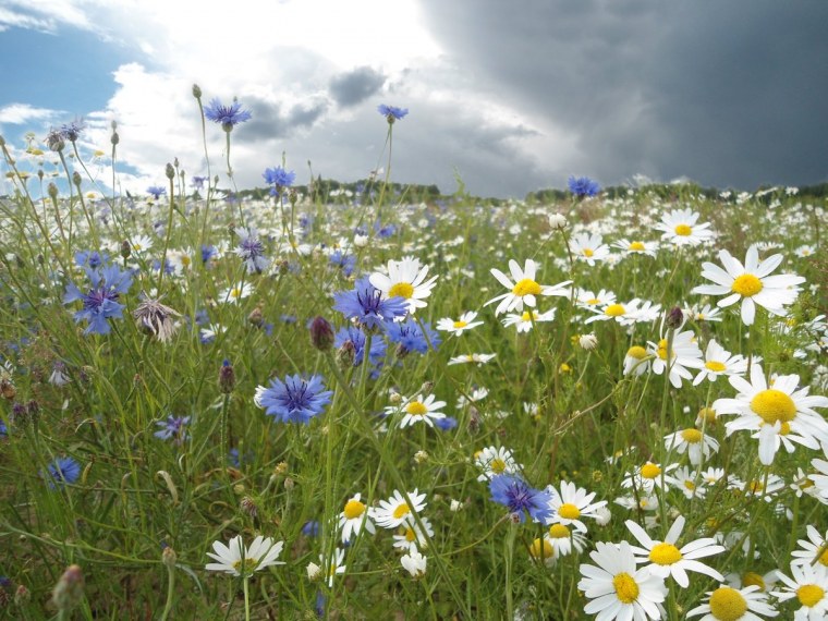 Ромашки и васильки