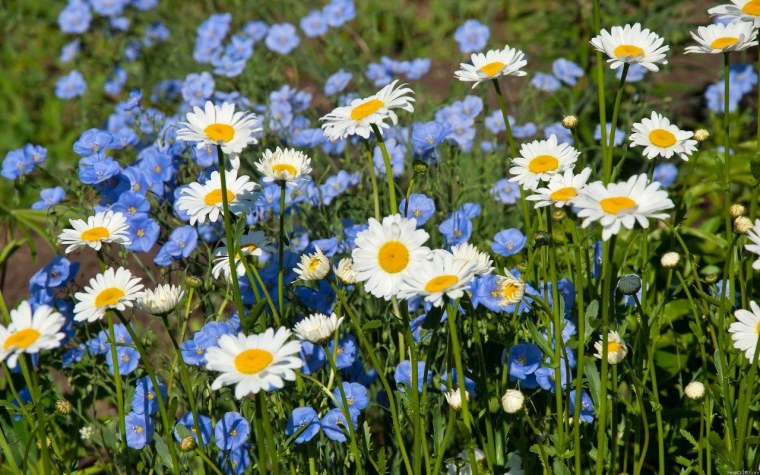 Поле ромашки васильки маки